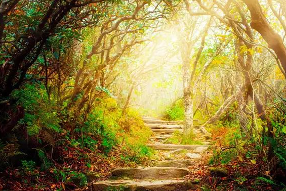 Sunlit stone steps winding through dense woodland